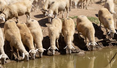 Bir su birikintisinde koyun. Gölün kıyısında koyun içme suyu. Hayvanlar çayırda otlar. Avrupa 'nın otlakları.