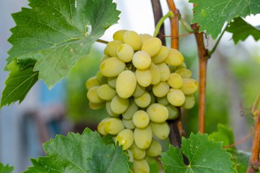 Üzüm bağında bir demet beyaz üzüm. Moldova 'da şarap yapımı.