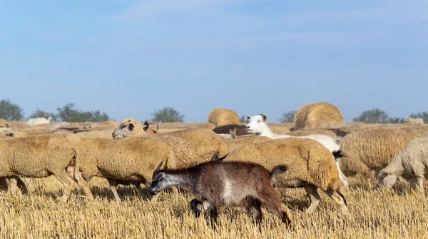 Una Manada Cabras Ovejas Los Animales Pastan Hojarasca Del Trigo — Foto de Stock