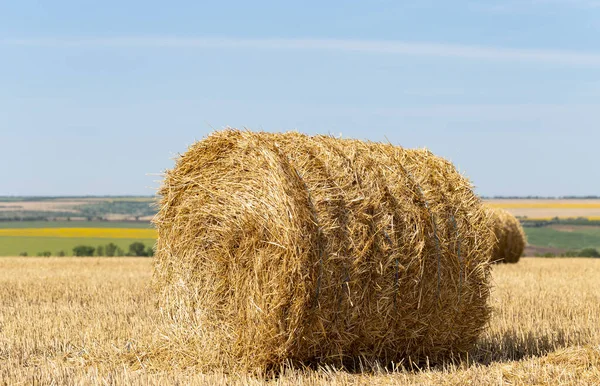 Búza Betakarítás Kerek Szalmabálák Mezőn — Stock Fotó