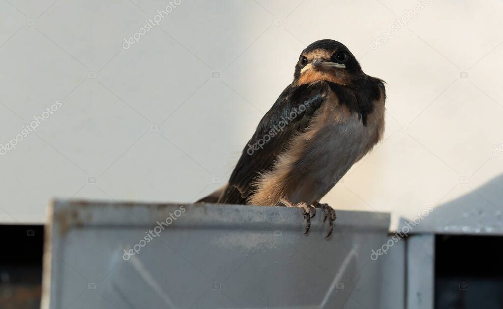 The barn swallow (Hirundo rustica). The nestling flew out of the nest and waits for the feeding.