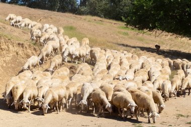 Keçi ve koyun sürüsü. Hayvanlar çayırda otlar. Avrupa 'nın otlakları.