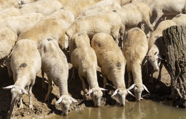 Bir su birikintisinde koyun. Gölün kıyısında koyun içme suyu. Hayvanlar çayırda otlar. Avrupa 'nın otlakları.
