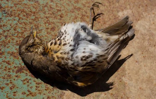 Song Thrush Turdus Philomelos Dead Bird Environmental Disaster — Stock Photo, Image