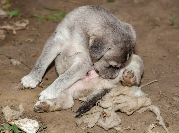 Mały Szczeniaczek Młody Siwy Pies — Zdjęcie stockowe