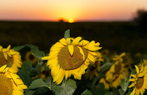 Campo Girassóis Florescendo Pôr Sol Fundo — Fotografia de Stock