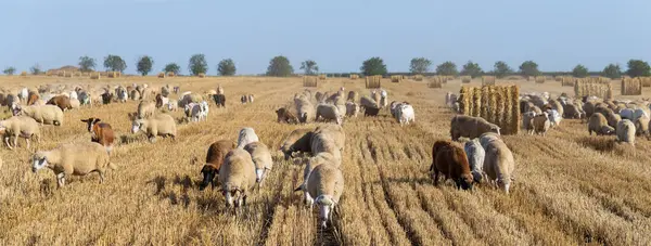 Una Manada Cabras Ovejas Los Animales Pastan Hojarasca Del Trigo — Foto de Stock