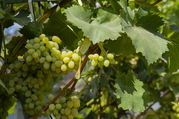 Une Grappe Raisins Blancs Dans Vignoble Vinification Moldavie — Photo
