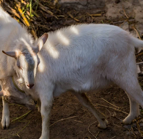 Saanen Uma Raça Suíça Cabra Doméstica Duas Cabras Brancas Estão — Fotografia de Stock