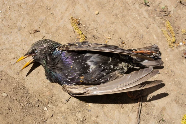 Vanlig Starling Sturnus Vulgaris Död Fågel Miljökatastrof — Stockfoto