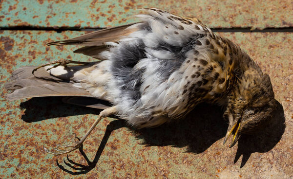 Song thrush - Turdus philomelos. Dead bird. Environmental disaster.
