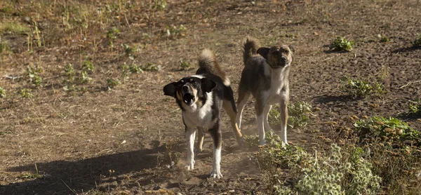 Δύο Λυσσασμένα Σκυλιά Πέφτουν Στο Φακό Της Κάμερας — Φωτογραφία Αρχείου