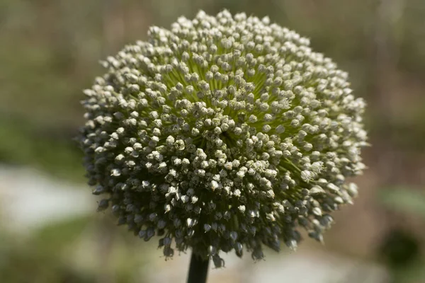 Close Leek Plant Flower — Stock Photo, Image
