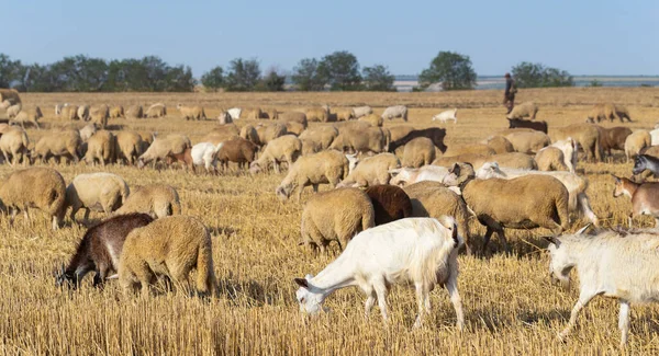 Una Manada Cabras Ovejas Los Animales Pastan Hojarasca Del Trigo — Foto de Stock