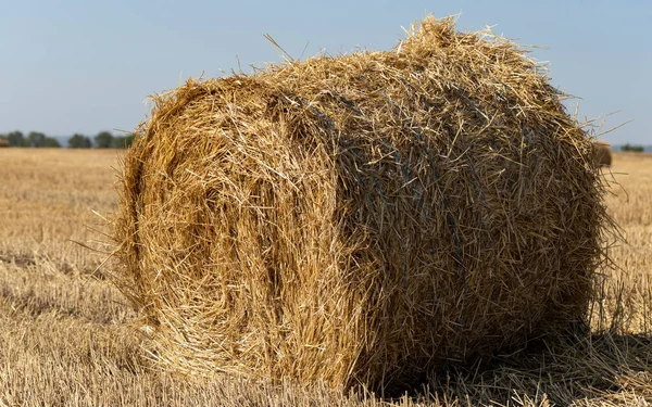 Búza Betakarítás Kerek Szalmabálák Mezőn — Stock Fotó