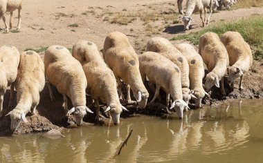 Bir su birikintisinde koyun. Gölün kıyısında koyun içme suyu. Hayvanlar çayırda otlar. Avrupa 'nın otlakları.