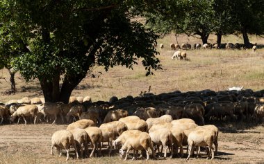 Keçi ve koyun sürüsü. Hayvanlar çayırda otlar. Avrupa 'nın otlakları.