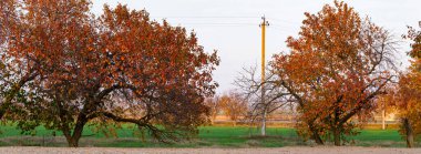 Kırmızı yapraklı kiraz ağacı. Sonbahar, rengarenk yapraklarla dolu bir ağaçla sonbahar manzarası, güneşli mavi gökyüzü. Mükemmel mevsimlik tema. Kırmızı yapraklı Flora..