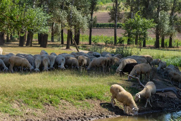 羊在一个浇水的洞里 羊儿在湖边喝水 动物在草地上吃草 欧洲的牧场 — 图库照片