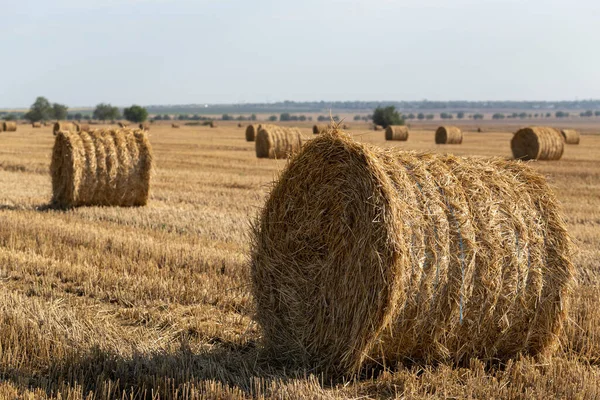 Tarweoogst Ronde Strobalen Het Veld — Stockfoto