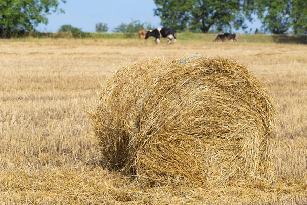 Збирання Пшениці Круглі Тюки Соломи Полі Корови Випасаються Полі — стокове фото