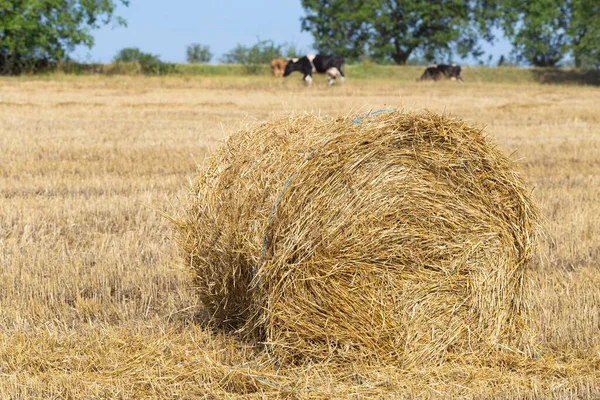 Zbieranie Pszenicy Okrągłe Bele Słomy Terenie Krowy Pasą Się Polu — Zdjęcie stockowe