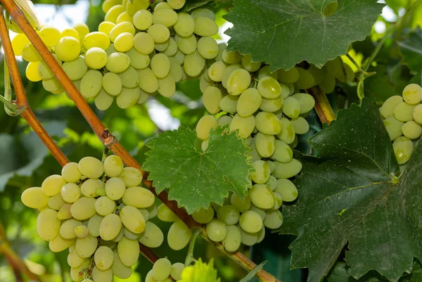 Ramo Uvas Blancas Viñedo Elaboración Vinos Moldova — Foto de Stock