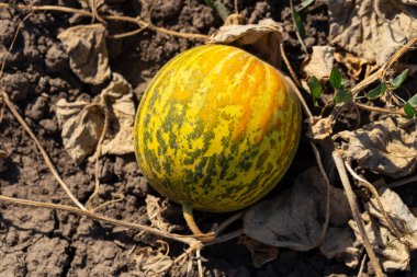 Kavun tarlası. Sahada olgunlaşmış sarı sulu kavunlar.