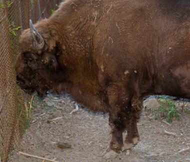 Avrupa bizonu (Bizon bonasus), aynı zamanda bilge olarak da bilinir. Kalemdeki boğa..