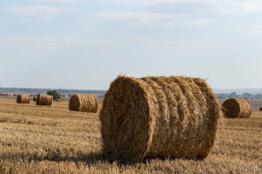 Buğday hasadı. Tarlada saman balyaları.