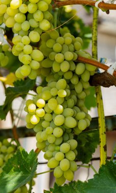Üzüm bağında bir demet beyaz üzüm. Moldova 'da şarap yapımı.