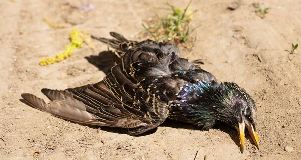 Vanlig Starling Sturnus Vulgaris Död Fågel Miljökatastrof — Stockfoto