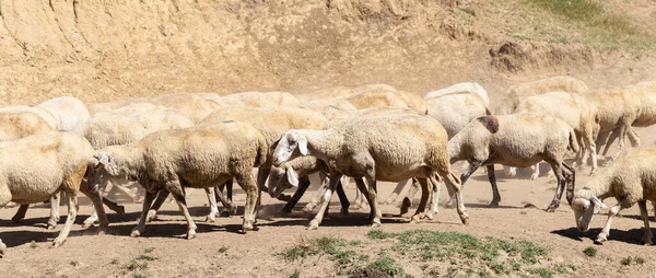 Una Manada Cabras Ovejas Supervivencia Los Animales Árida Estepa Pastos — Foto de Stock