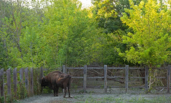 欧洲野牛 Bison Bonasus 也被称为智者 牛儿在笔下 — 图库照片