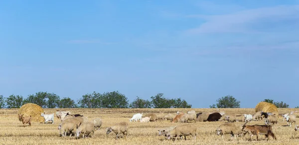 Una Manada Cabras Ovejas Los Animales Pastan Hojarasca Del Trigo — Foto de Stock