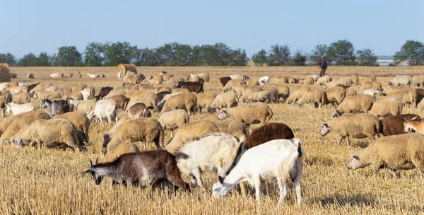Una Manada Cabras Ovejas Los Animales Pastan Hojarasca Del Trigo — Foto de Stock