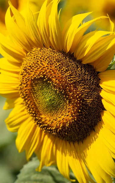 Image of beautiful sunflowers photographed close. Sunflower Flower Blossom.