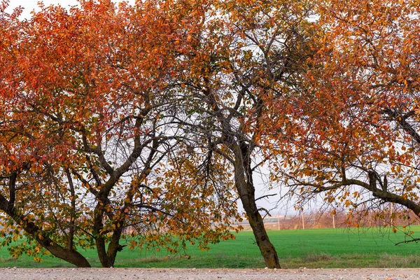 Cerezo Con Hojas Enrojecedoras Otoño Paisaje Otoño Con Árbol Lleno —  Fotos de Stock