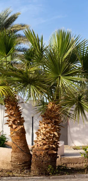 Washingtonia Filifera Auch Bekannt Als Wüstenfächerpalme Kalifornische Fächerpalme Und Petticoat — Stockfoto