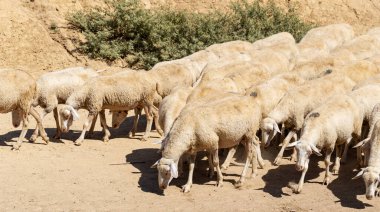 Keçi ve koyun sürüsü. Hayvanlar çayırda otlar. Avrupa 'nın otlakları.