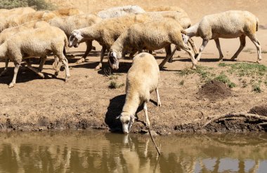 Bir su birikintisinde koyun. Gölün kıyısında koyun içme suyu. Hayvanlar çayırda otlar. Avrupa 'nın otlakları.
