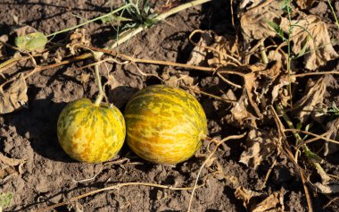 Kavun tarlası. Sahada olgunlaşmış sarı sulu kavunlar.