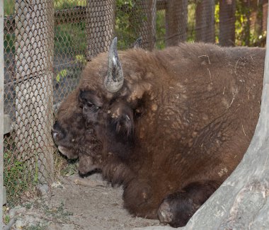 Avrupa bizonu (Bizon bonasus), aynı zamanda bilge olarak da bilinir. Yakın mesafeden bir hayvanın ağzı. Kalemdeki boğa..