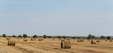 Buğday hasadı. Tarlada saman balyaları.