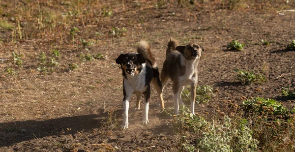 Dois Cães Raivosos Jogam Lente Câmera — Fotografia de Stock