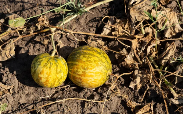 Kavun tarlası. Sahada olgunlaşmış sarı sulu kavunlar.