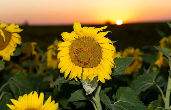 Campo Girassóis Florescendo Pôr Sol Fundo — Fotografia de Stock