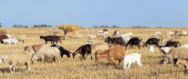 Una Manada Cabras Ovejas Los Animales Pastan Hojarasca Del Trigo — Foto de Stock