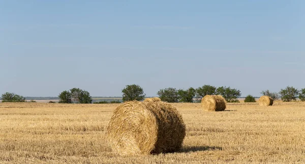 Збирання Пшениці Круглі Тюки Соломи Полі — стокове фото