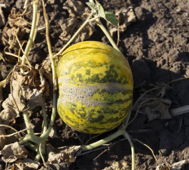 Kavun tarlası. Sahada olgunlaşmış sarı sulu kavunlar.